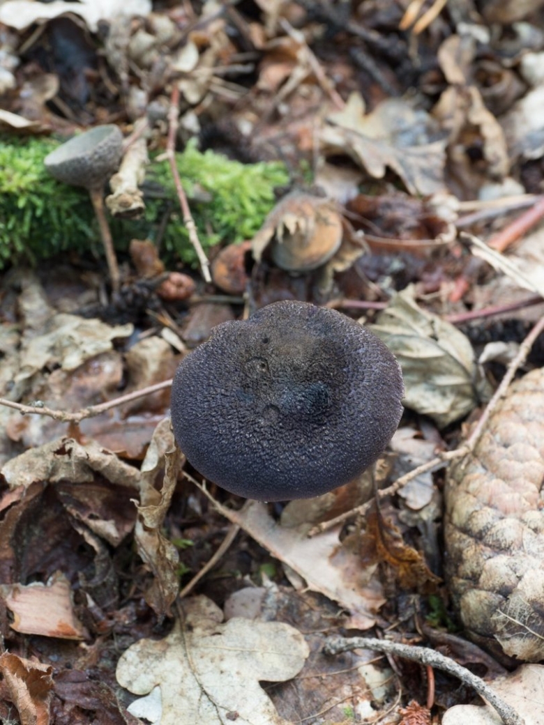 Паутинник фиолетовый съедобные грибы