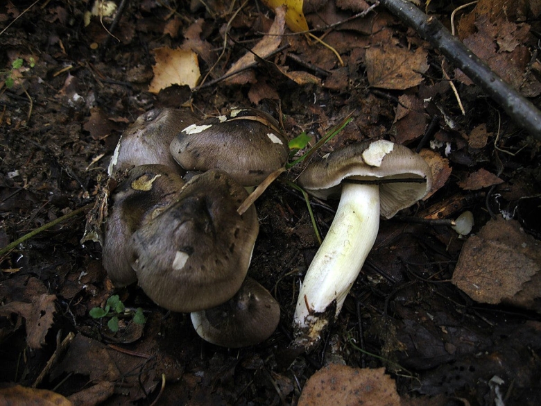 Tricholoma guldeniae