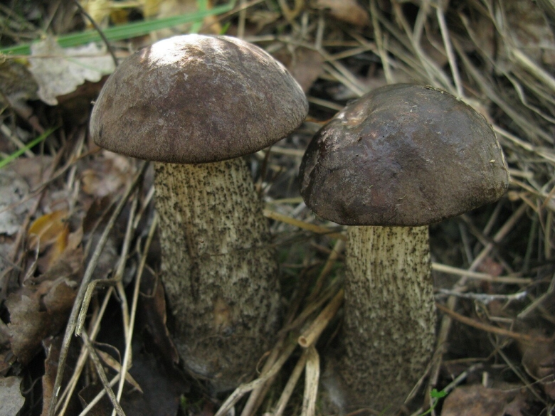 Подберезовик черноголовик