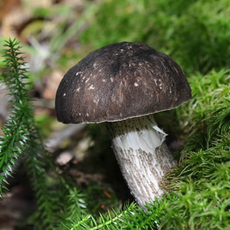 Подберезовик черноголовик