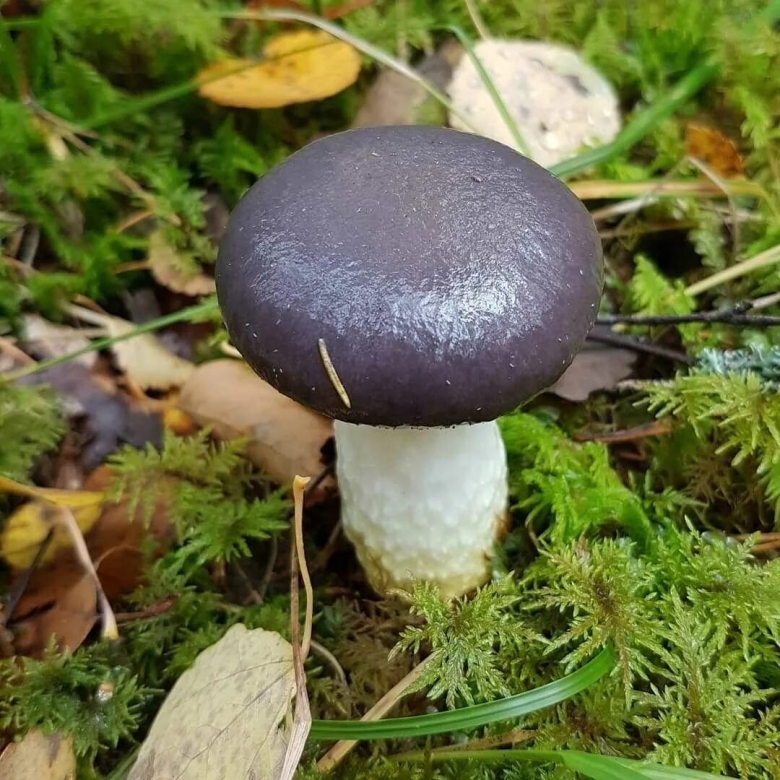 Мокруха еловая гриб