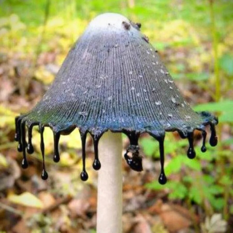 Гриб навозник поганка