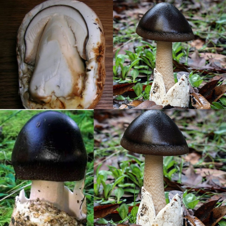 Гриб с черной шляпкой