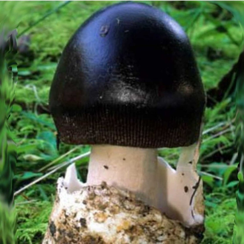 Гриб с черной шляпкой