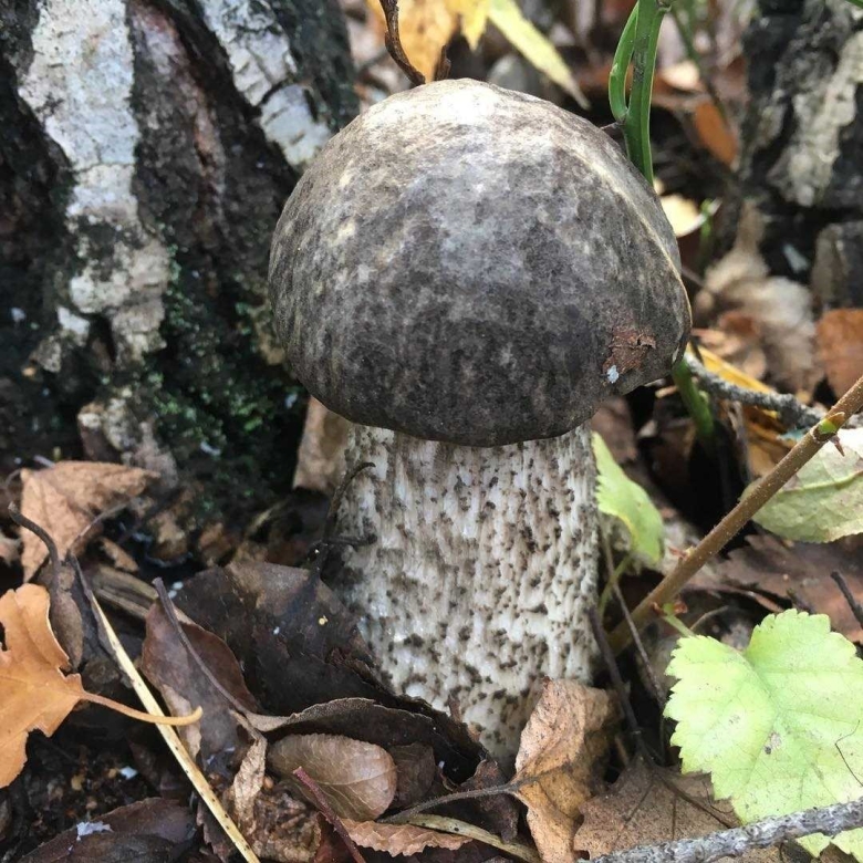 Подберёзовик обабок серый