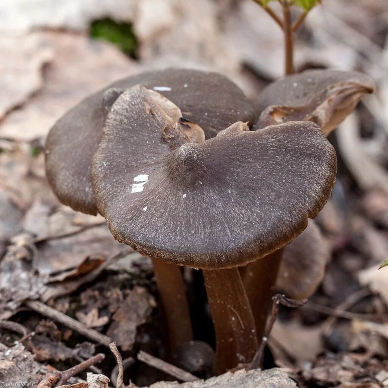 Гриб энтолома весенняя