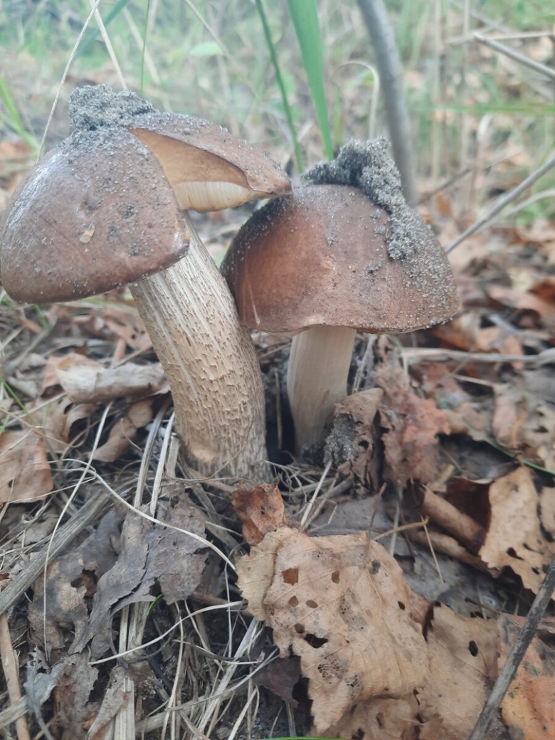 Грибница опенка темного