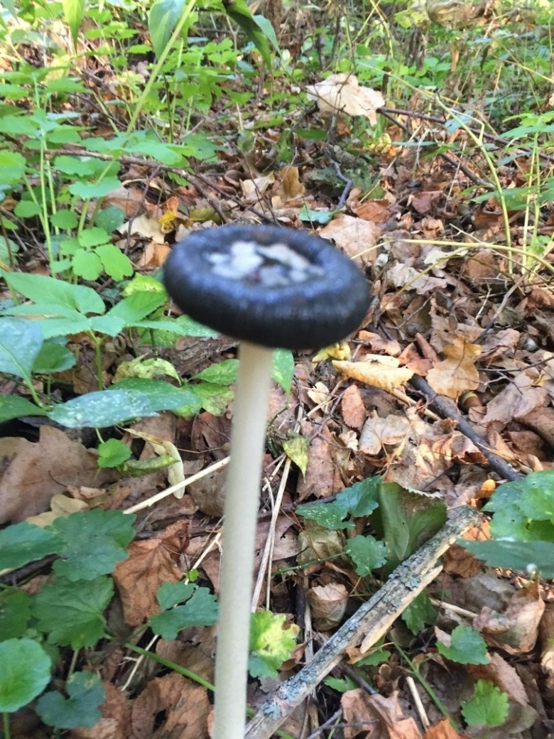 Гриб навозник дятловый