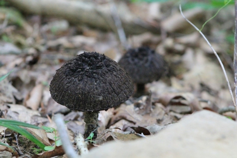 Гриб мухомор черный