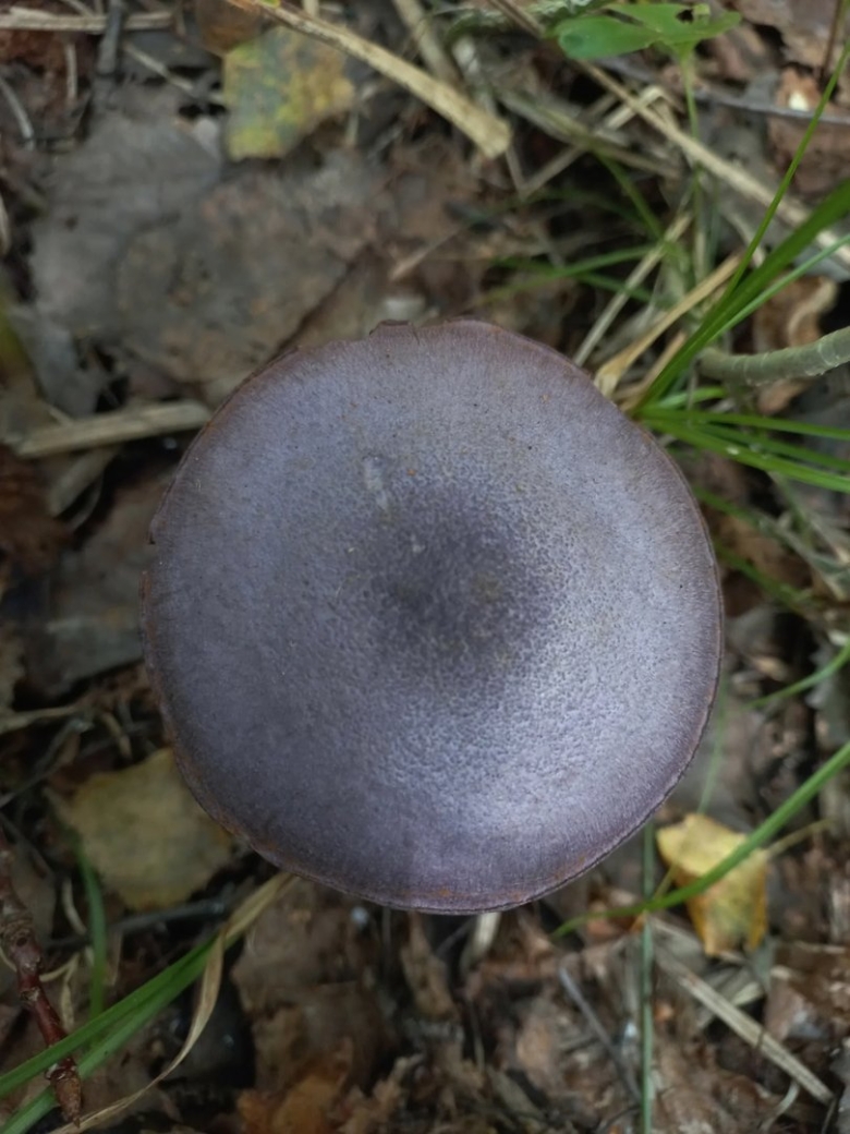 Паутинник фиолетовый