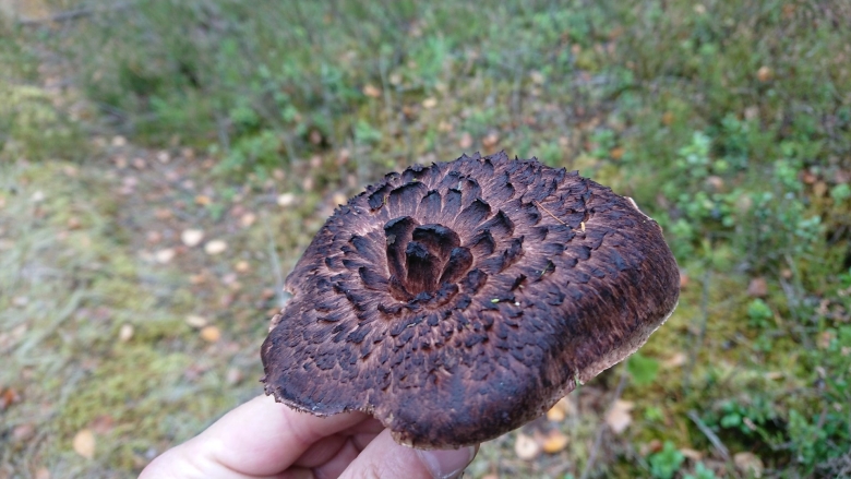 Гриб чешуйчатый в саду