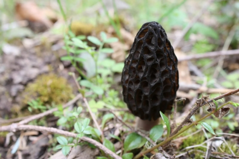 Сморчки гриб