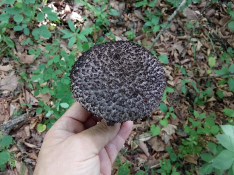 Шишкогриб хлопьеножковый чёрный