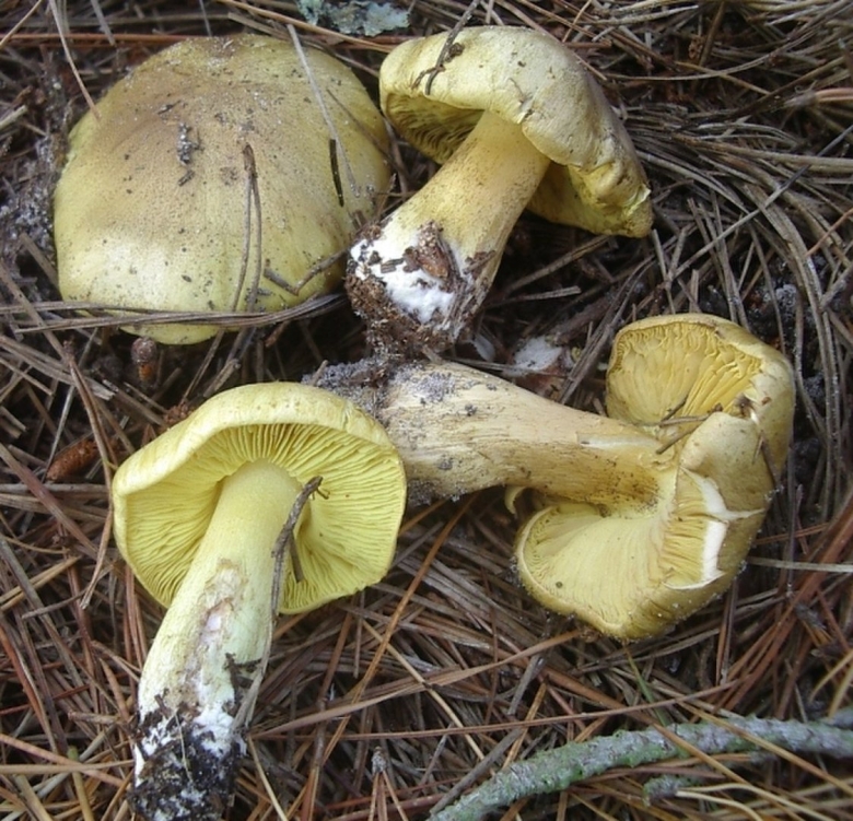 Зеленушка обыкновенная гриб