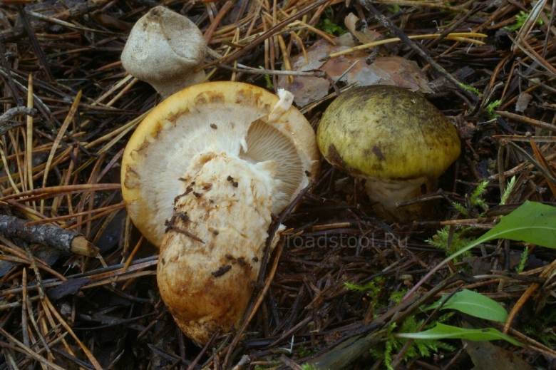 Гриб рядовка опенковидная