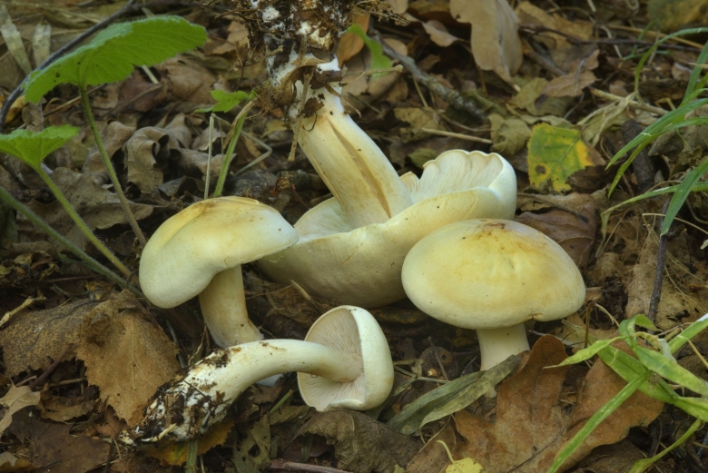 Рядовка частопластинковая