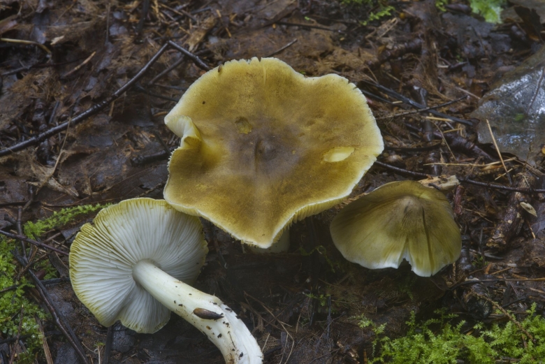 Рядовка обособленная Tricholoma sejunctum