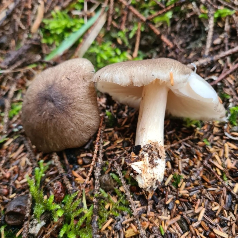 Дарцхард описание и фото