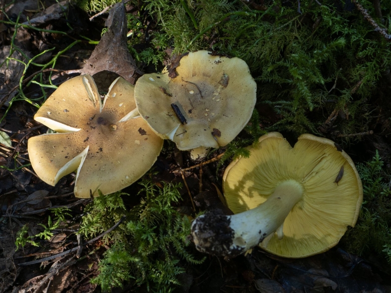 Зеленушка обыкновенная гриб