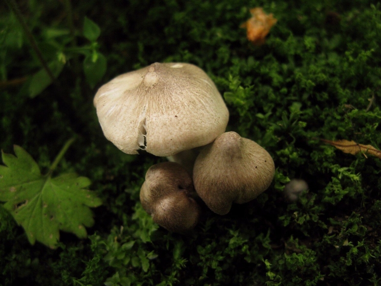 Грибы в Подмосковье рядовки