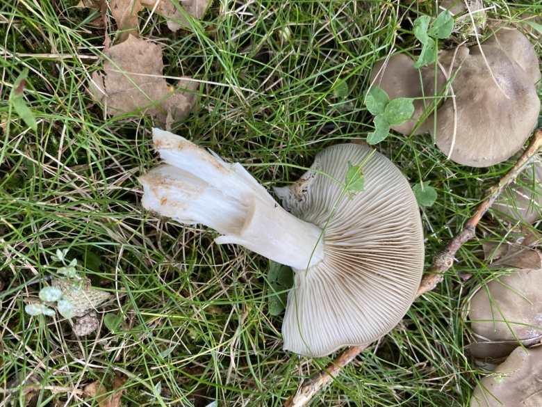 Гриб рядовка