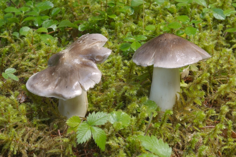 Рядовка серая tricholoma portentosum
