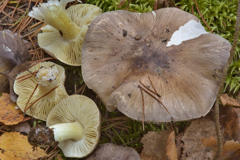 Грибы серухи рядовки