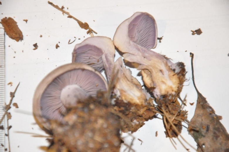 Рядовка серовато-сиреневая lepista glaucocana