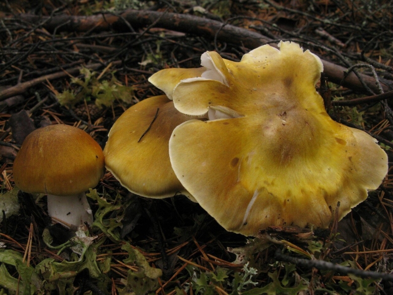 Рядовка Овернская Tricholoma arvernense
