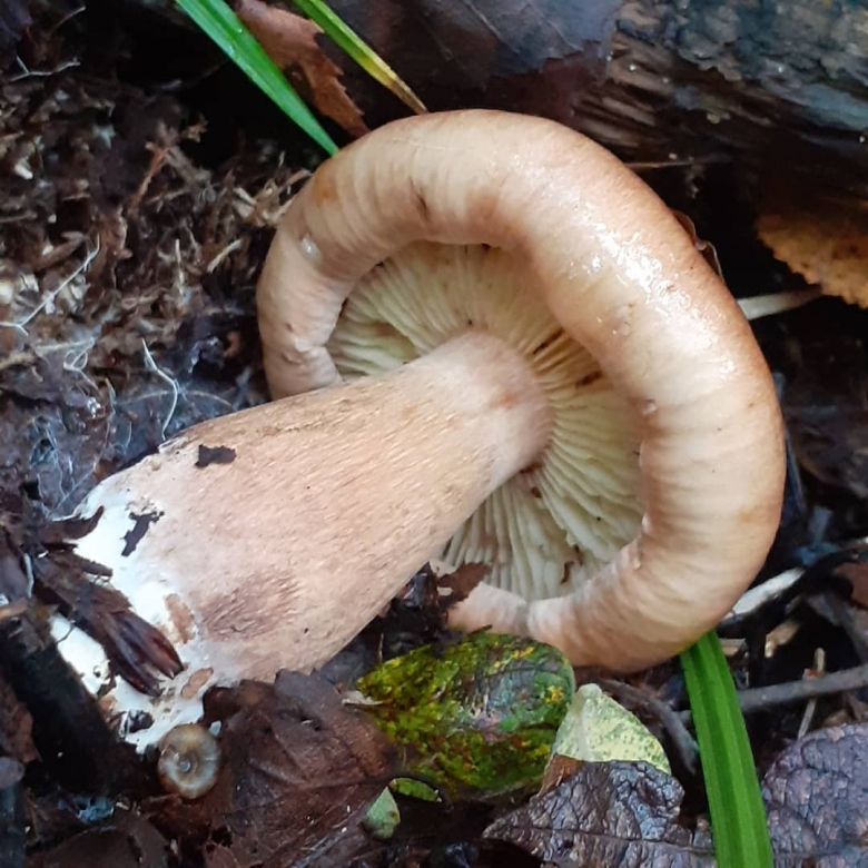 Lactarius vinaceorufescens