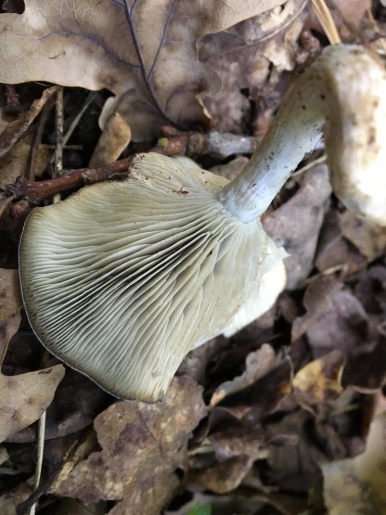 Дымчатая говорушка clitocybe nebularis