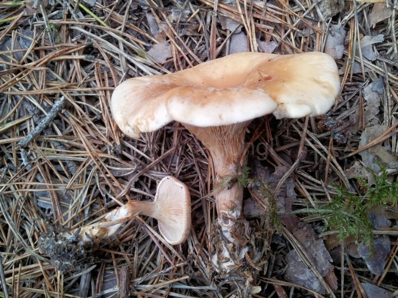 Говорушка буро желтая гриб