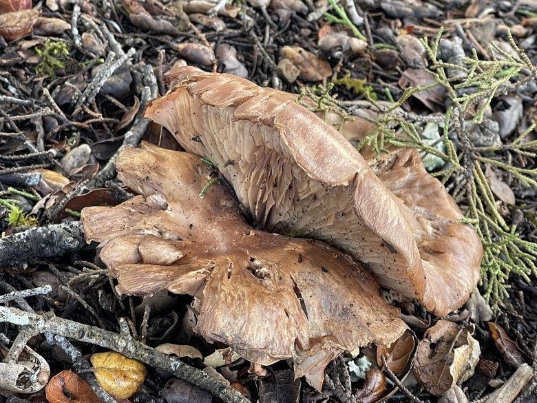 Грибы Брянской области