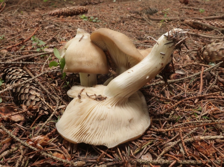 Жестковатый гриб