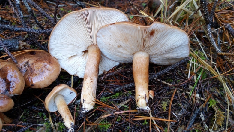 Tricholoma albobrunneum