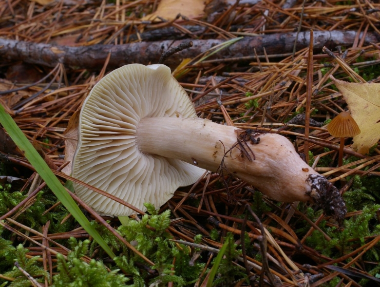 Рядовка мыльная Tricholoma saponaceum