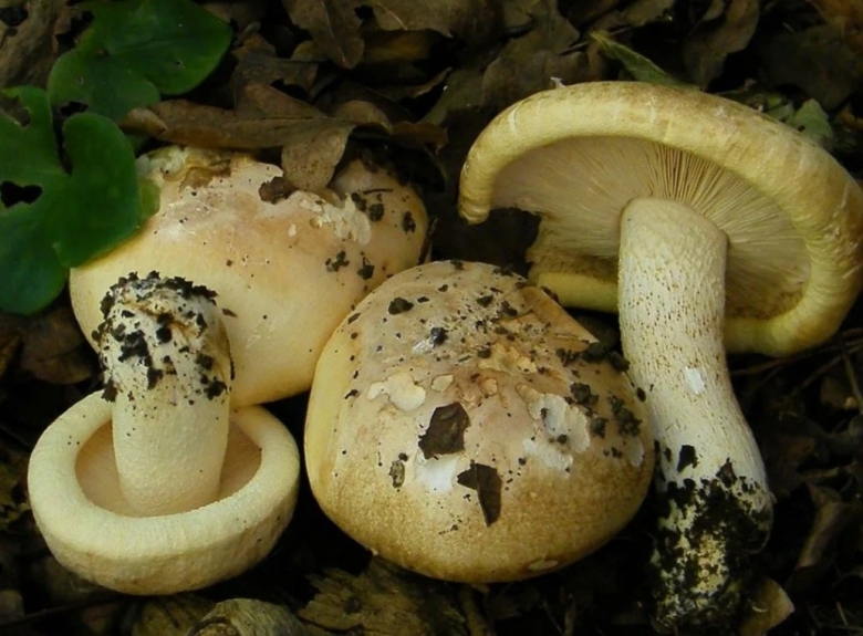 Рядовка золотистая