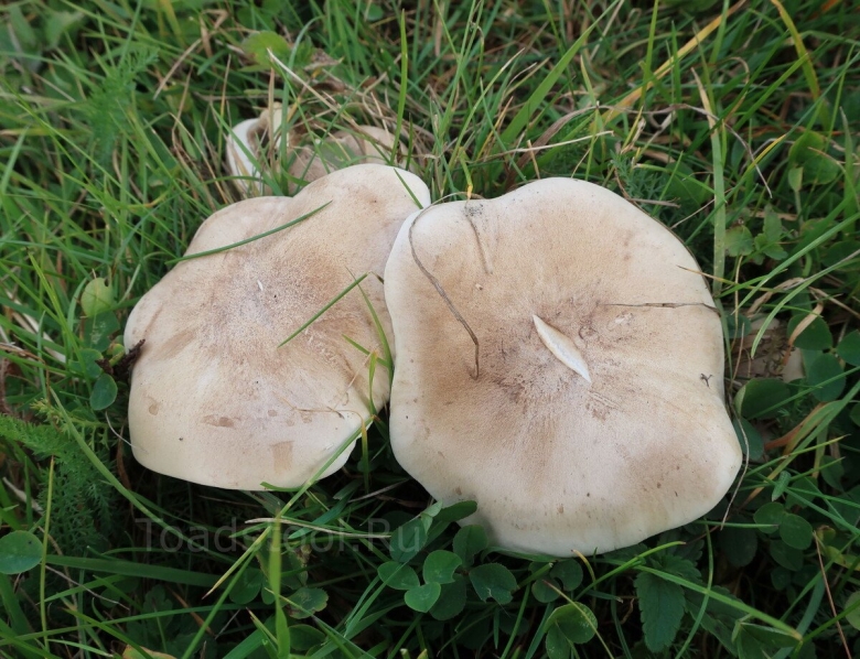 Грибы серухи рядовки