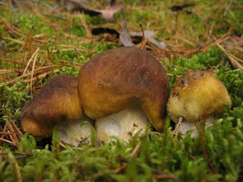 Рядовка Овернская Tricholoma arvernense