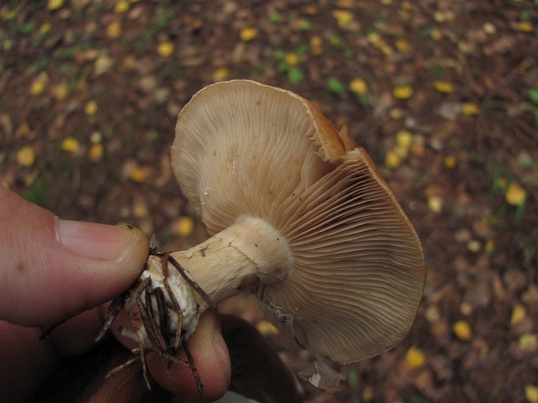 Рядовка золотистая фото