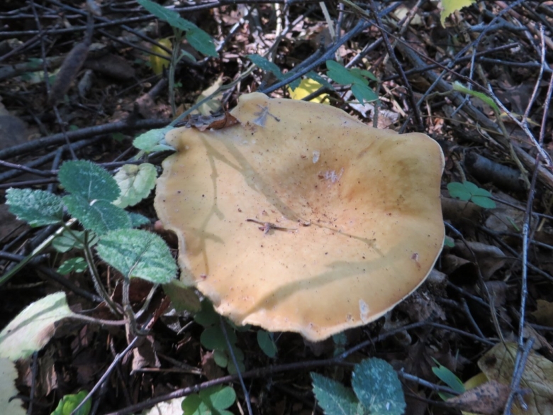Говорушка буро желтая clitocybe gilva