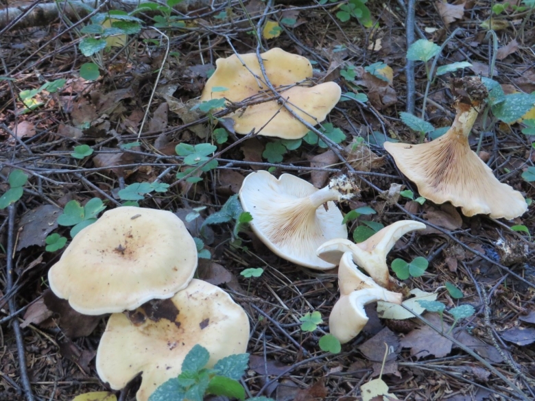 Говорушка буро-желтая рядовка