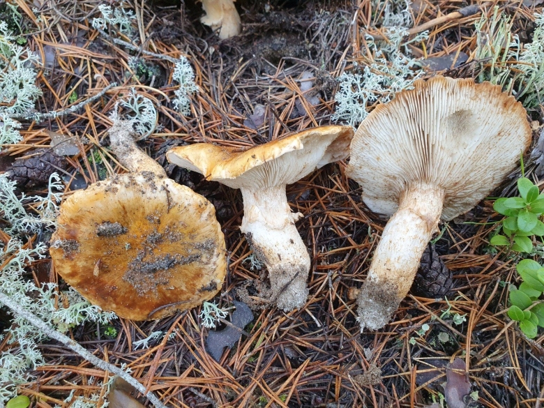 Рядовка опенковидная