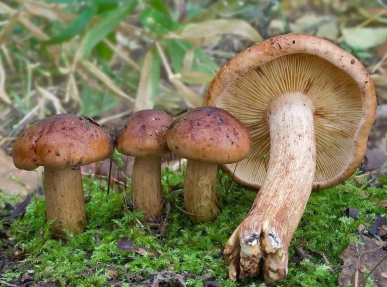 Рядовка желто-бурая tricholoma flavobrunneum