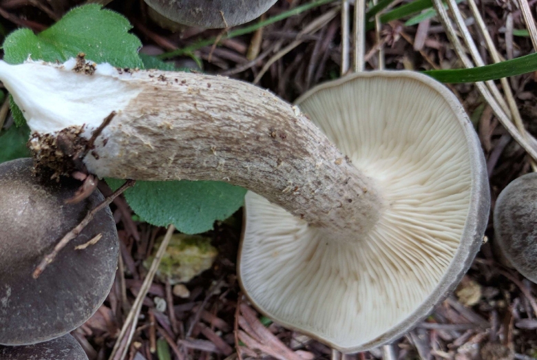 Млечник блеклый грибы