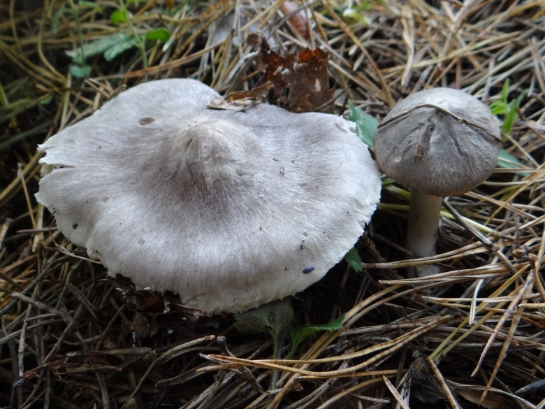 Tricholoma murrillianum