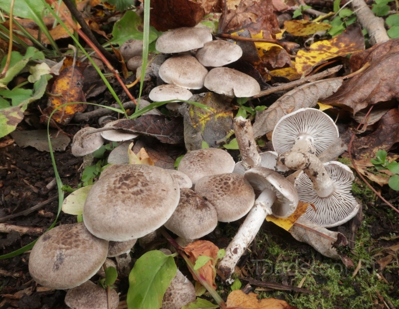 Рядовка опоясанная tricholoma cingulatum