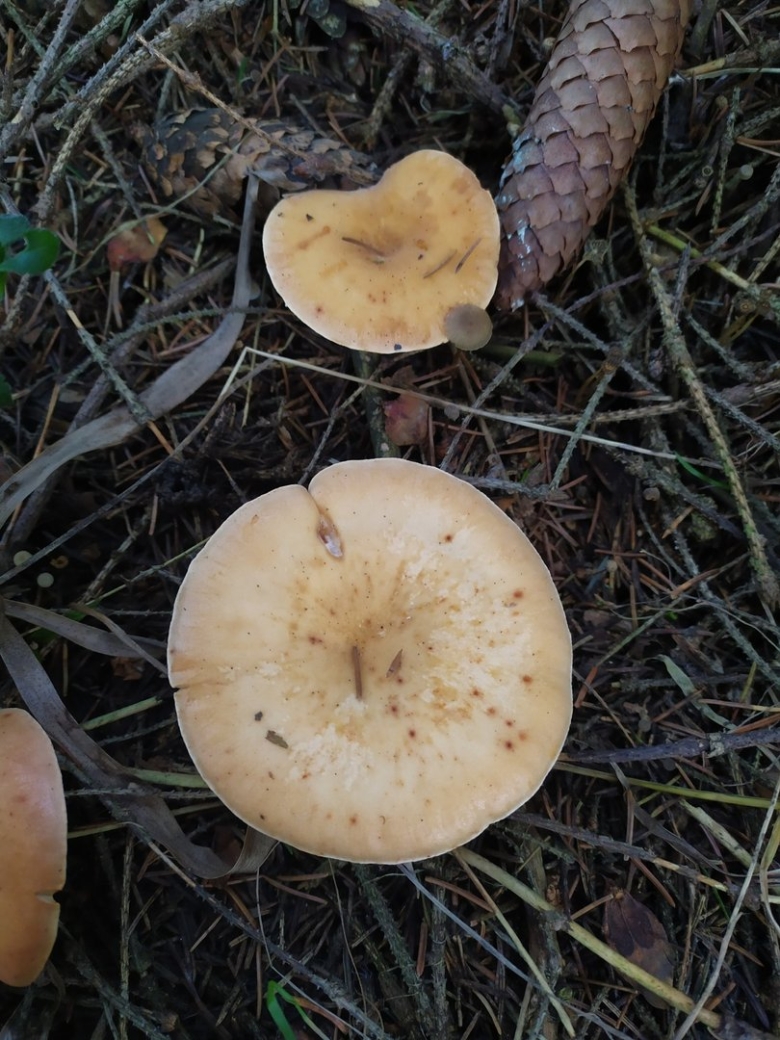 Говорушка рыже бурая