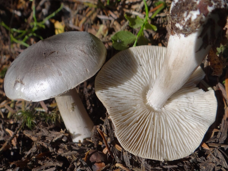 Tricholoma virgatum
