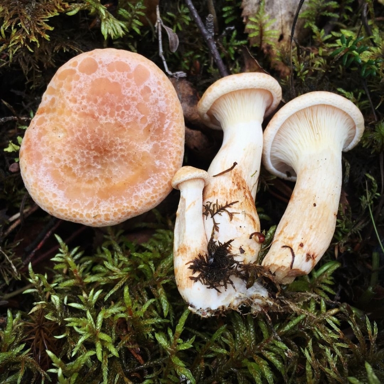 Говорушка беловатая съедобная или несъедобная